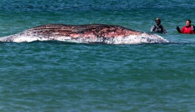 Timmy, the stranded humpback whale, found dead