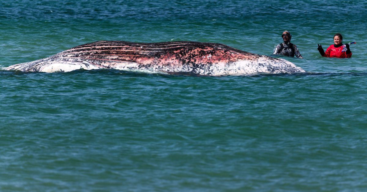 Timmy, the stranded humpback whale, found dead