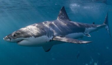 Shark warning for Sydney as weather lures bull sharks, great whites closer to shore