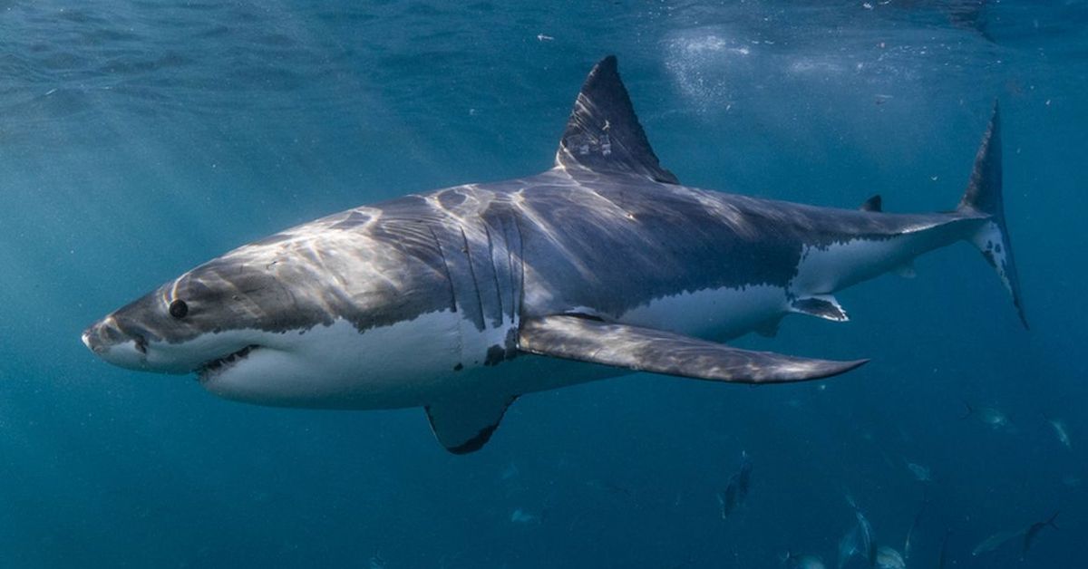 Shark warning for Sydney as weather lures bull sharks, great whites closer to shore