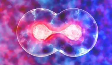 A common nutrient helps cells power up, and scientists found the hidden switch behind it