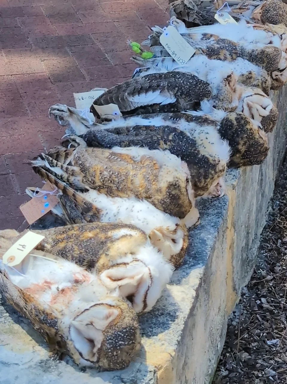 A line of owls tested for SGARS.