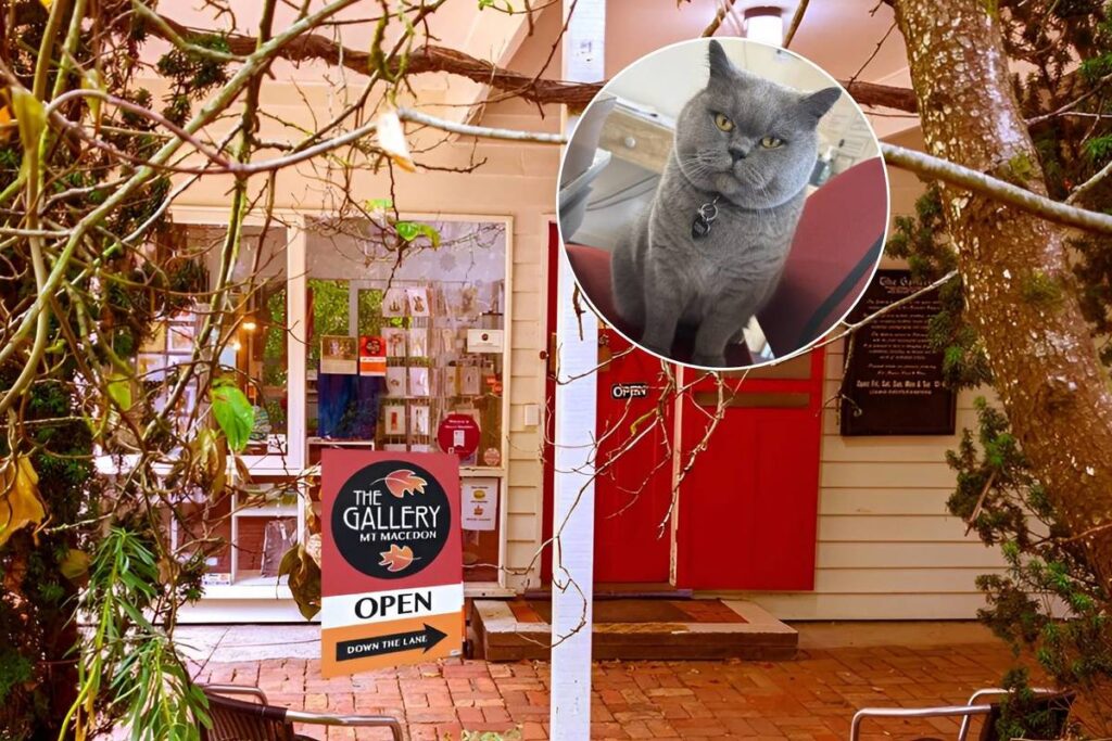 photo of Mildred the cat over another image of the outside of The Gallery in Mount Macedon