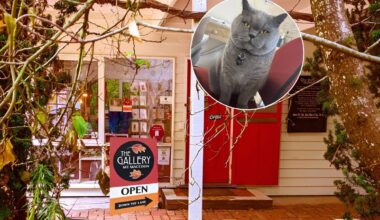 A gallery in Mount Macedon has devoted an entire exhibition to a local cat named Mildred