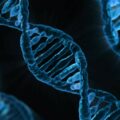 modern humans dna