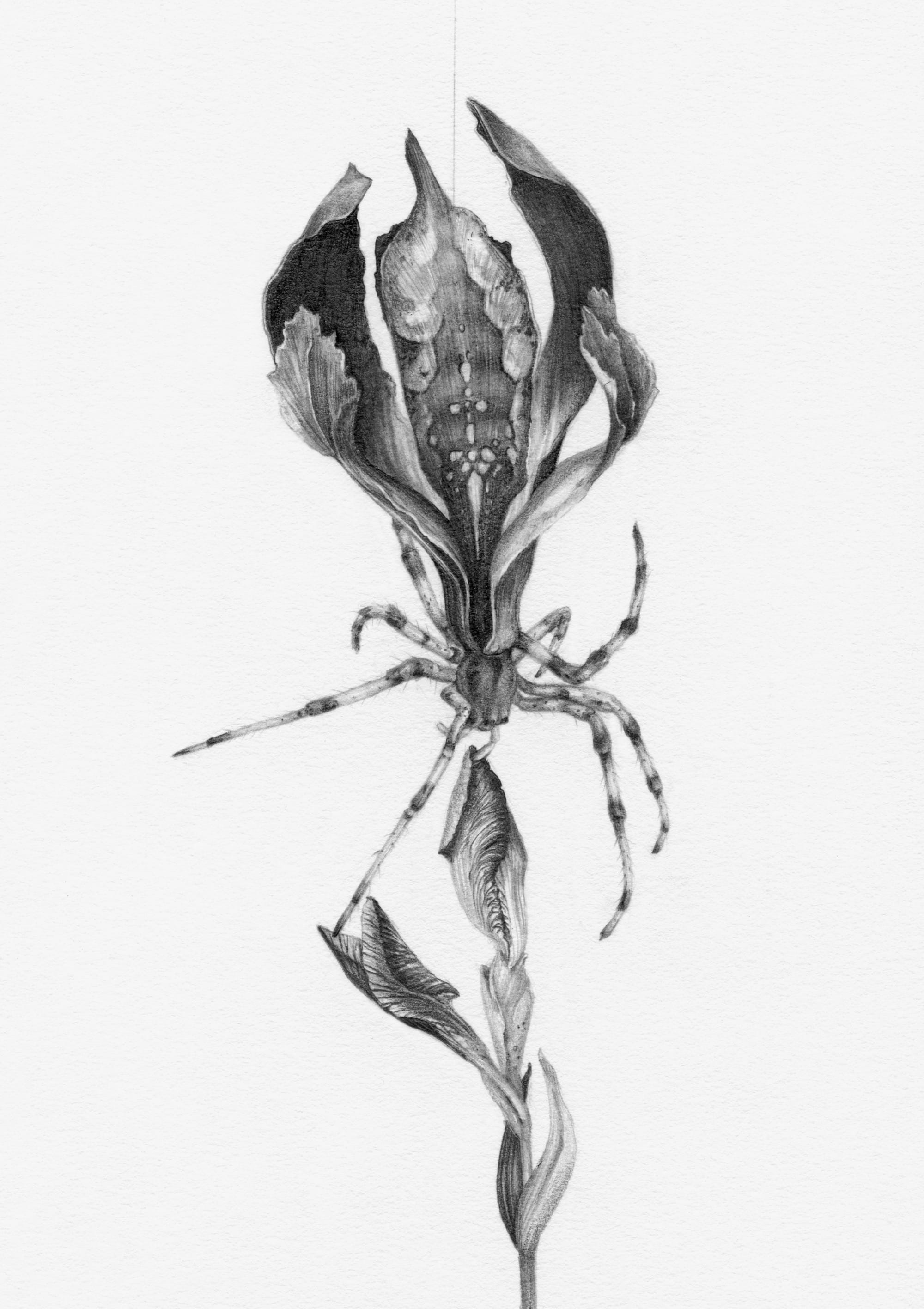 a drawing by Christina Mrozik of a spider and a flower
