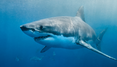 Greenland sharks can live for more than 400 years — meaning some of the ones swimming the North Atlantic today were alive when Isaac Newton was — and almost all of them spend those centuries functionally blind, navigating the deep ocean with parasites permanently attached to their eyes.