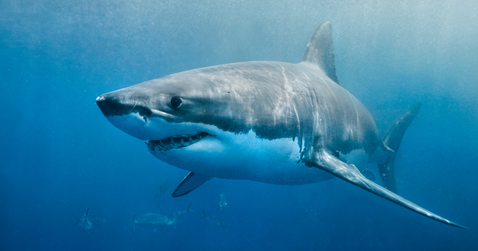 Greenland sharks can live for more than 400 years — meaning some of the ones swimming the North Atlantic today were alive when Isaac Newton was — and almost all of them spend those centuries functionally blind, navigating the deep ocean with parasites permanently attached to their eyes.