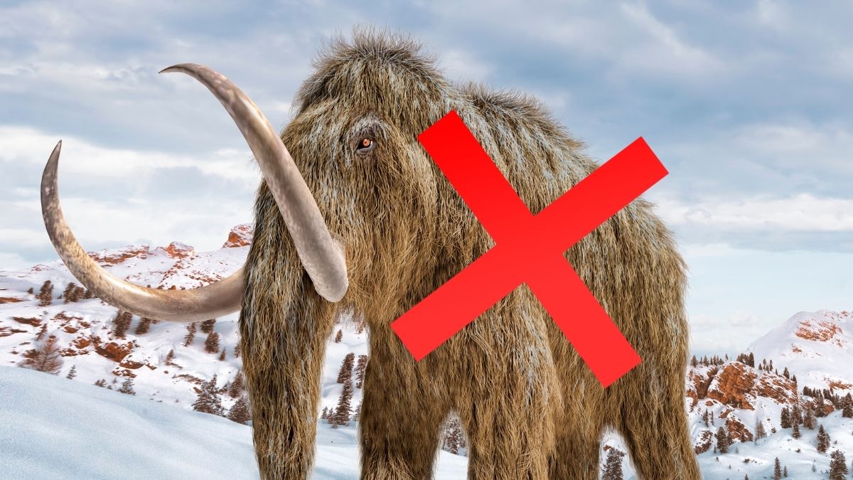 'Mammoth' Bones Kept in a Museum For 70 Years Turn Out to Be Entirely Different Animal : ScienceAlert