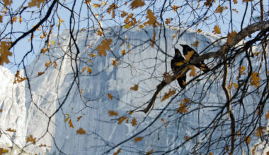 Two birds perch on a branch amidst yellow autumn leaves, with a granite cliff backdrop under a clear blue sky.
