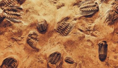 are we on the brink of the next major evolutionary transition?