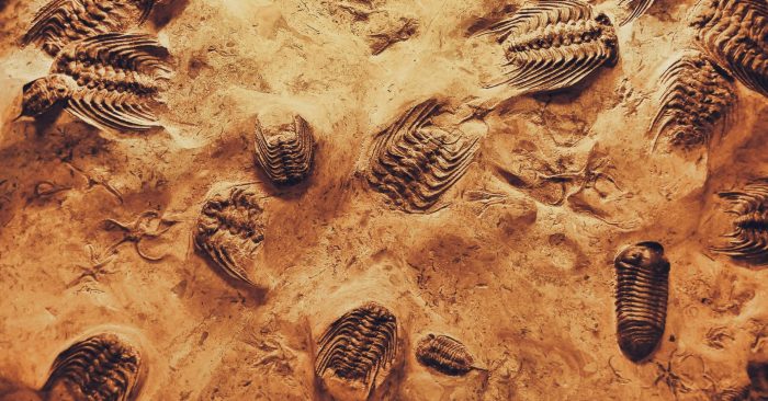 are we on the brink of the next major evolutionary transition?