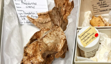 Bones in Aussie museum revealed to belong to unknown creature with 'unusual' face