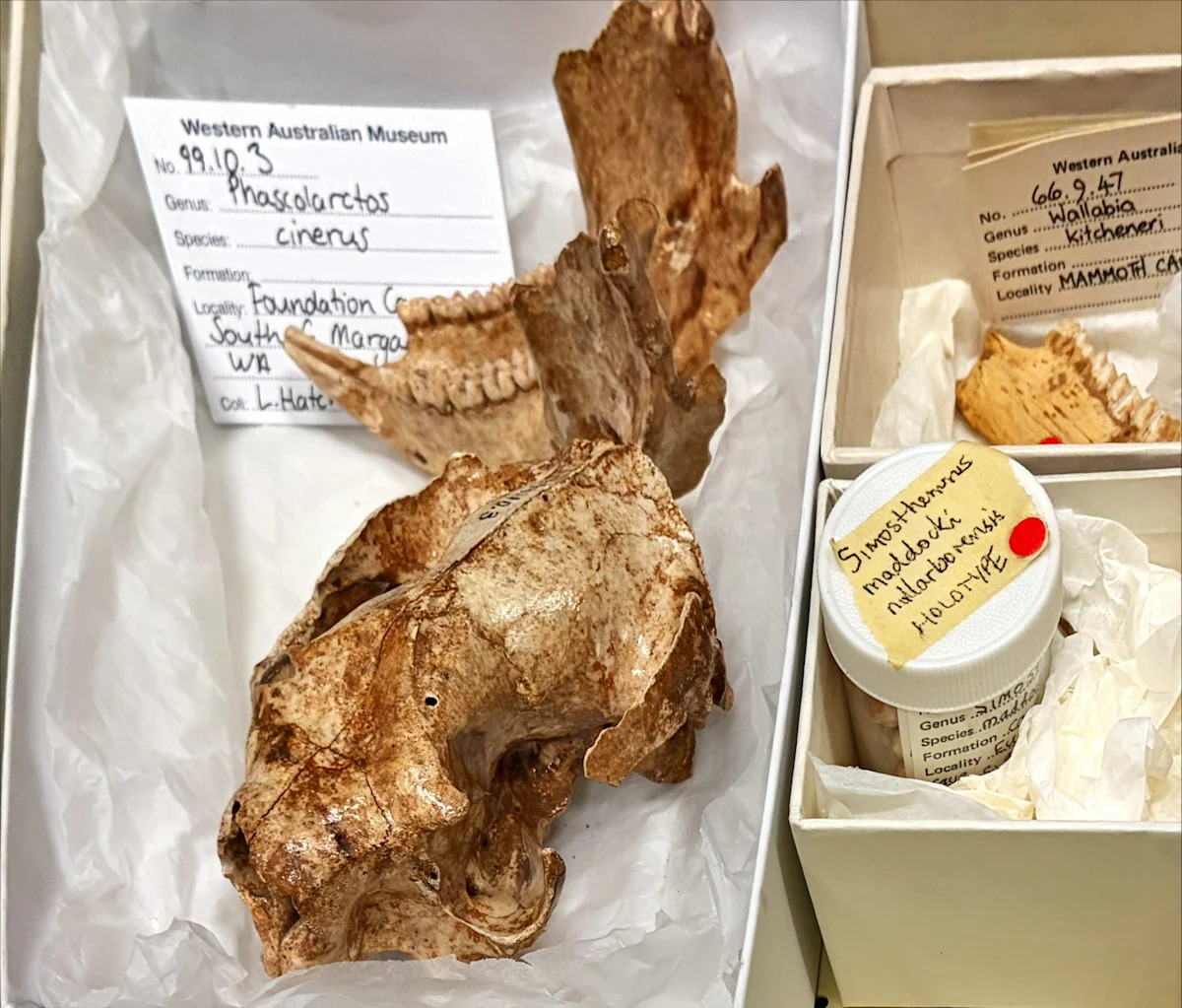 Bones in Aussie museum revealed to belong to unknown creature with 'unusual' face