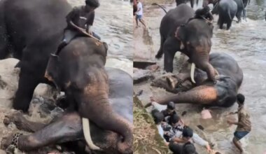No Selfies, Feeding: Karnataka's New Elephant Camp Rules After Tourist Death
