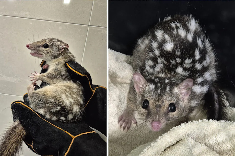 Left: The quoll held in gloves. Right: The quoll on a towel.