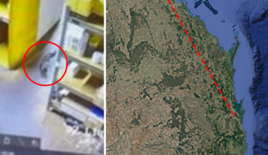 Predator spotted on CCTV 700km away from home