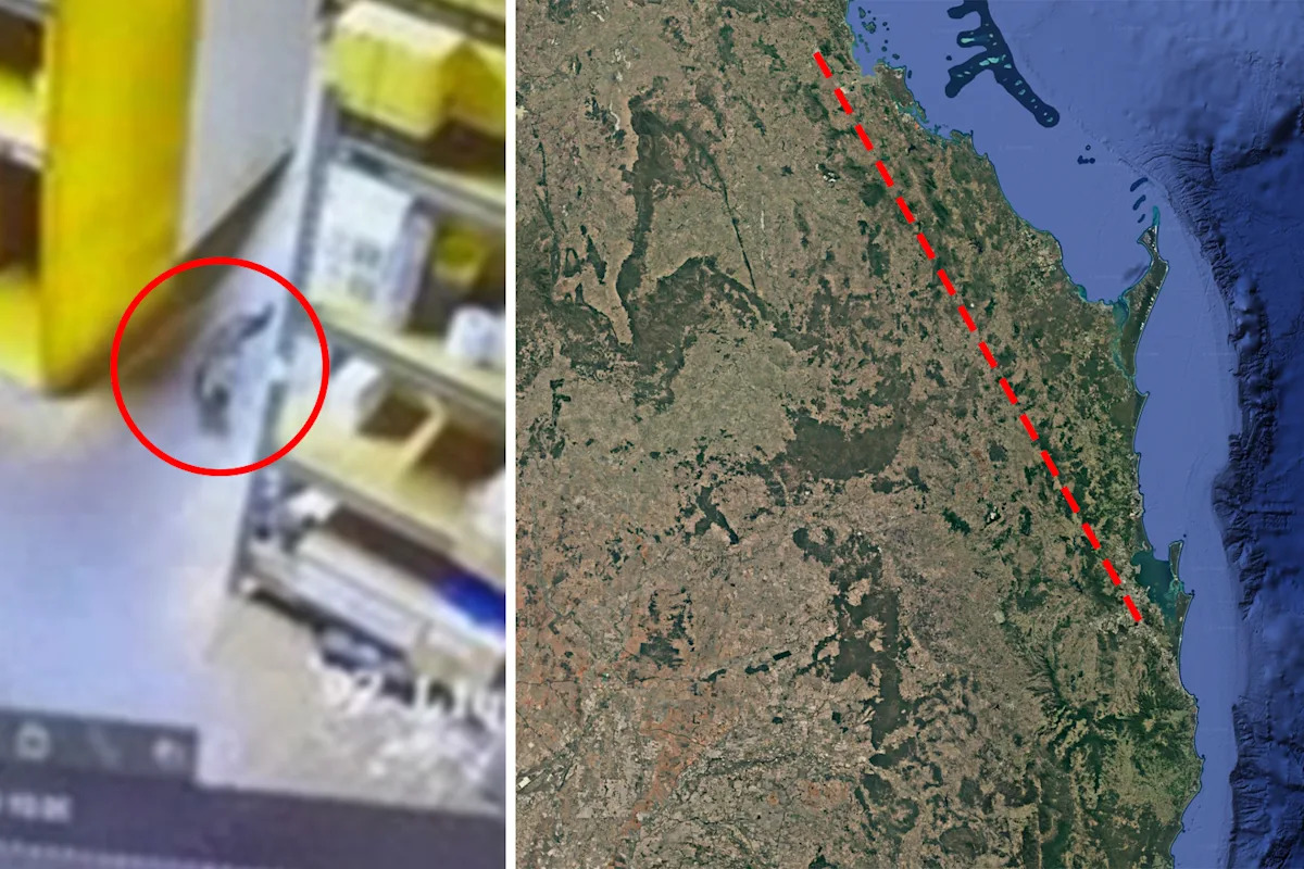 Predator spotted on CCTV 700km away from home
