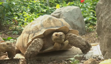 Wildlife charity ACRES doubles sanctuary space as animal rescues hit record high