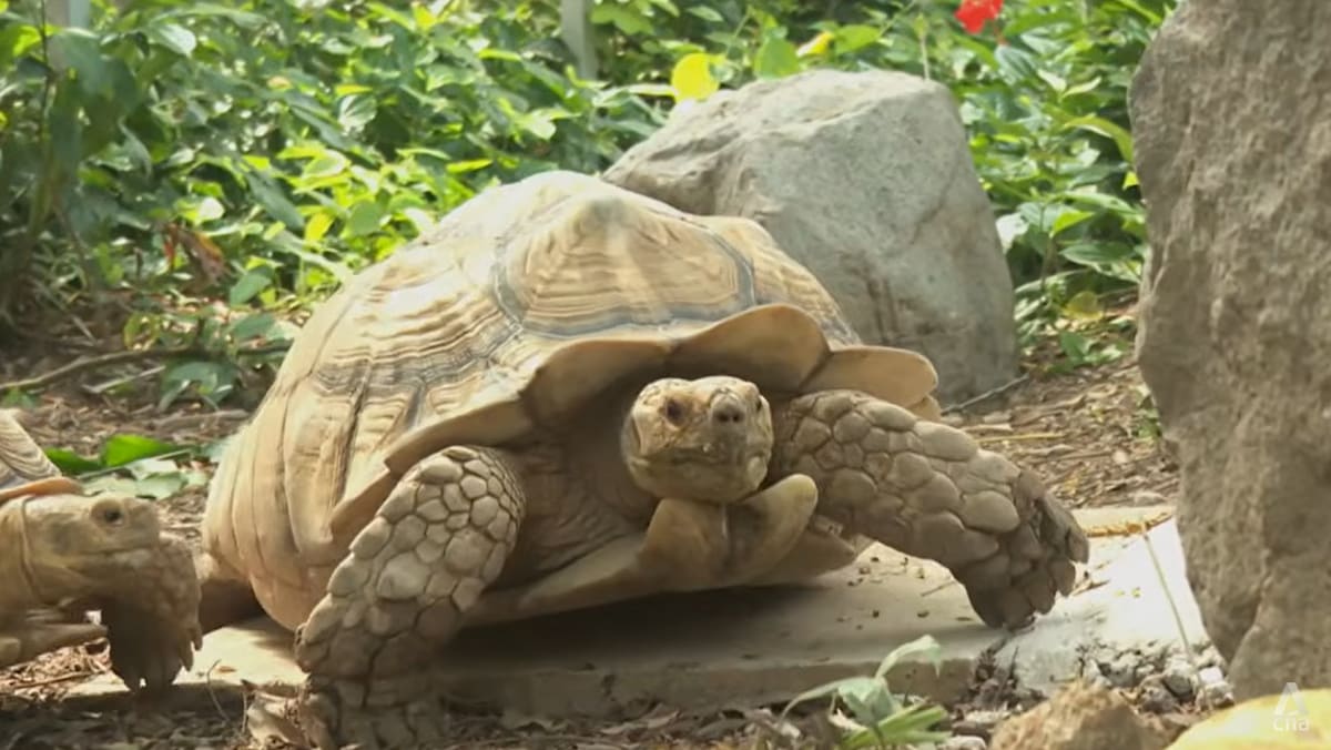 Wildlife charity ACRES doubles sanctuary space as animal rescues hit record high