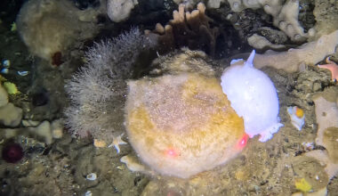 Glacial cycles shape evolution of many species of Antarctic sea slug
