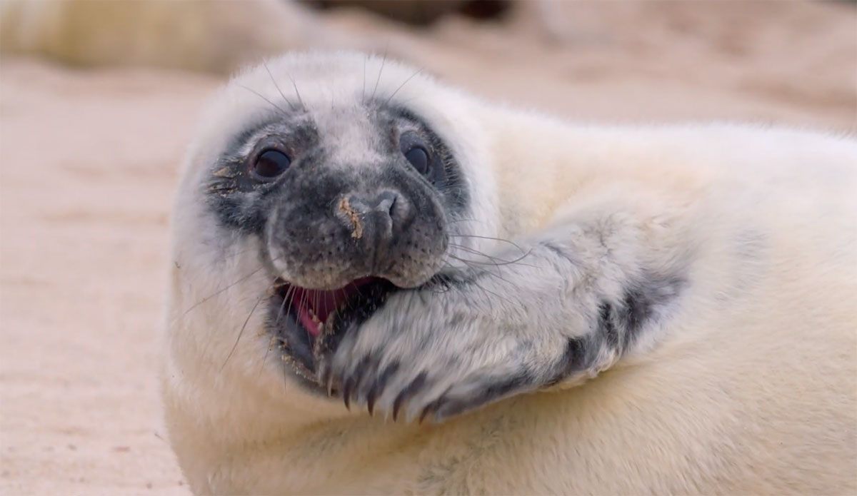 a seal pup on Sable Island