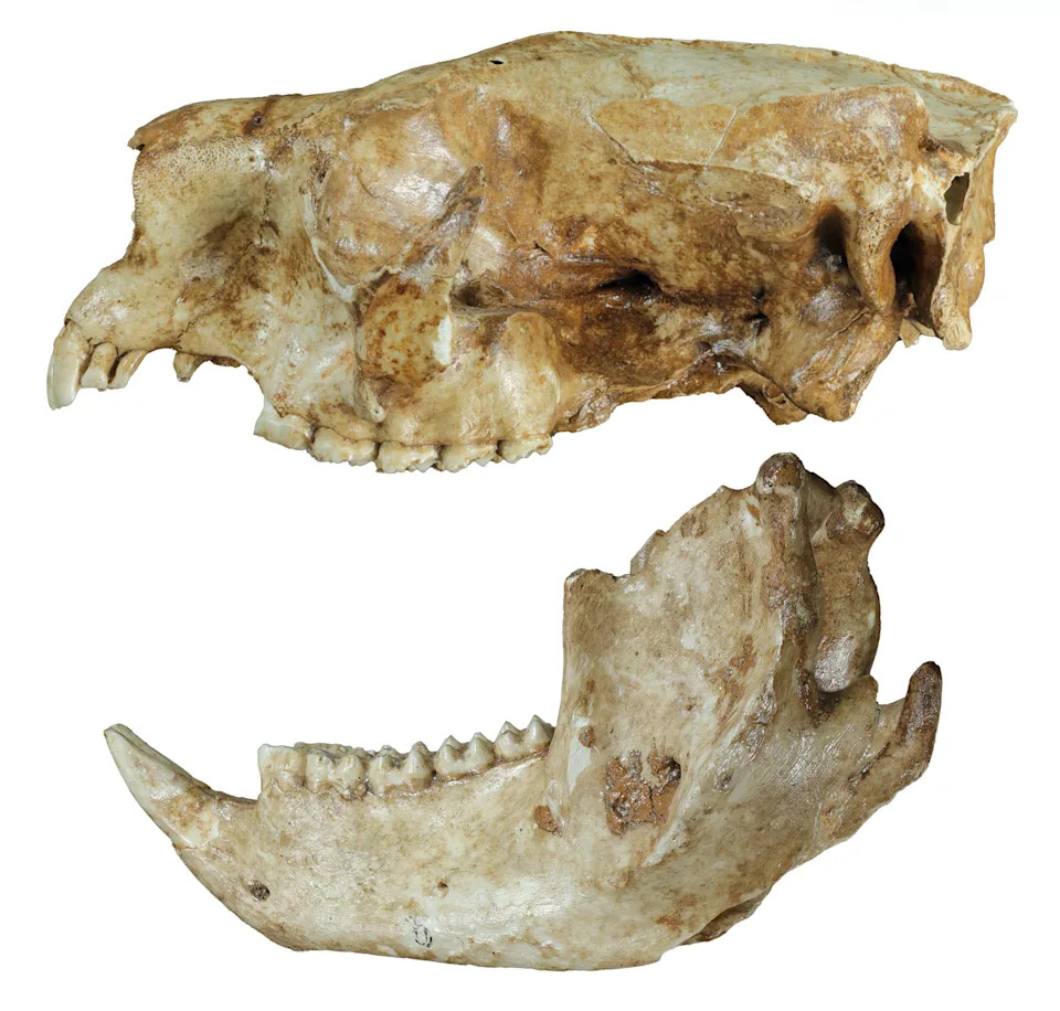 Skulls of the Phascolarctos sulcomaxilliaris showing deep grooves.
