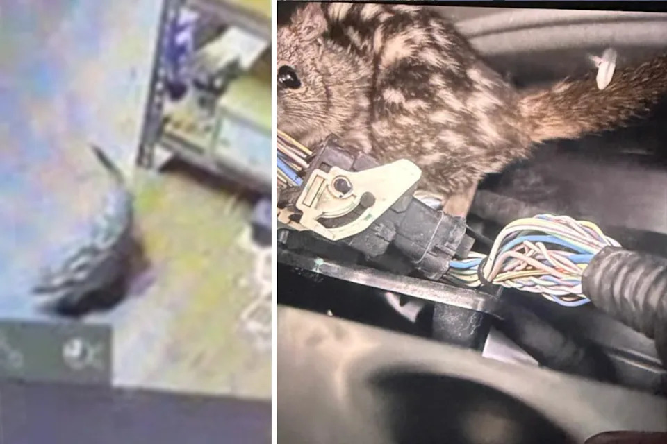 Left: The quoll on CCTV in the pub. Right: The quoll in the engine bay of the Ford Ranger.