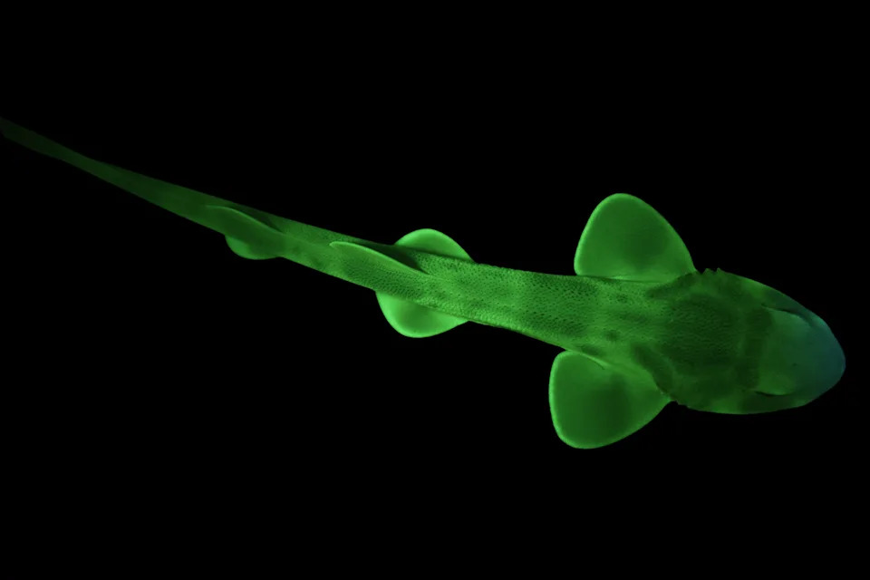 A shark glowing in the dark