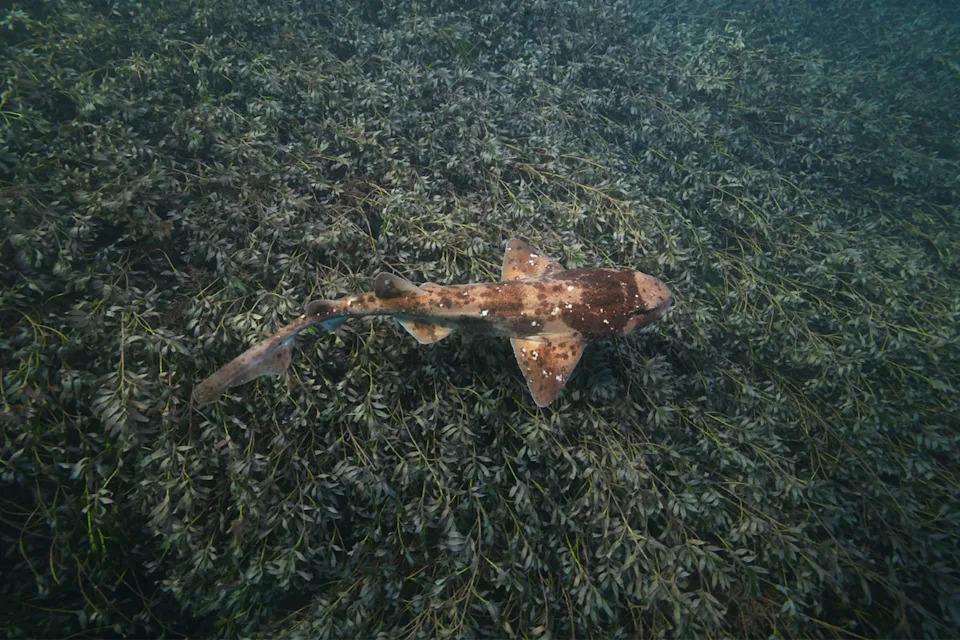 A swell shark in daylight.