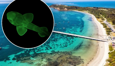 Glow-in-the-dark sharks discovered 'hidden' in Aussie waters: 'Extraordinary'