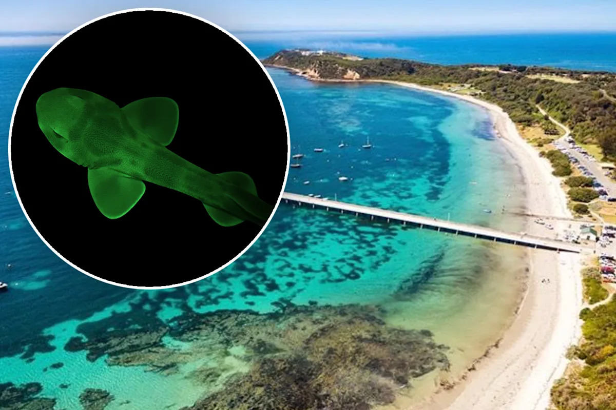 Glow-in-the-dark sharks discovered 'hidden' in Aussie waters: 'Extraordinary'