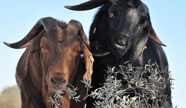 Record year for Australian goatmeat highlighted in 2025 global snapshot