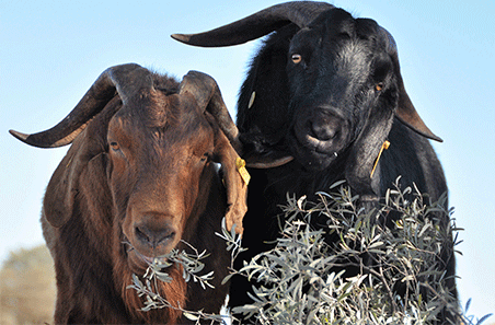Record year for Australian goatmeat highlighted in 2025 global snapshot
