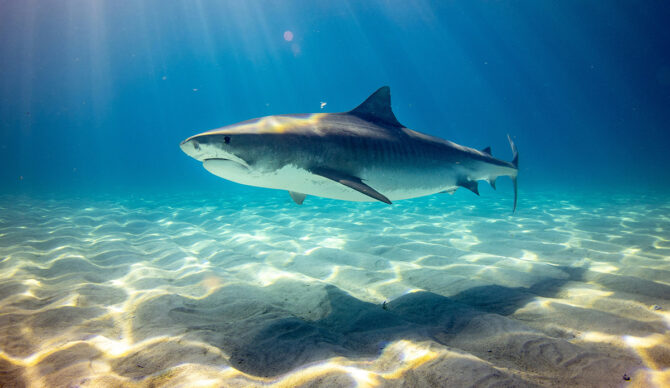 This New AI App Was Built to Forecast Shark Risk and Save Lives