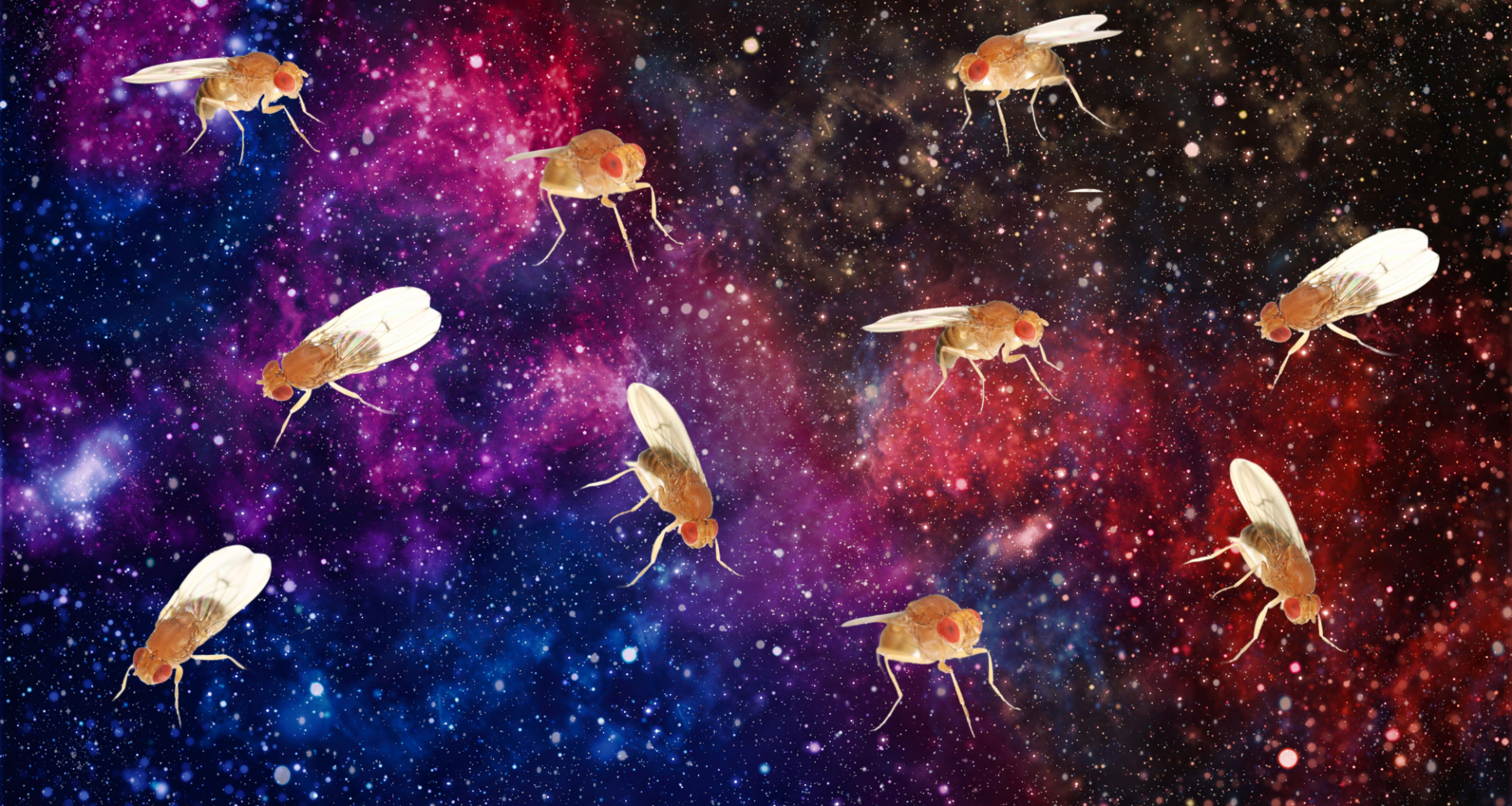 Scientists Crushed Fruit Flies With Extreme Gravity. Something Strange Happened Next.