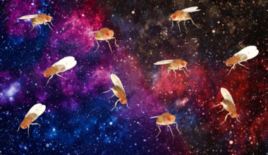 Scientists Crushed Fruit Flies With Extreme Gravity. Something Strange Happened Next.