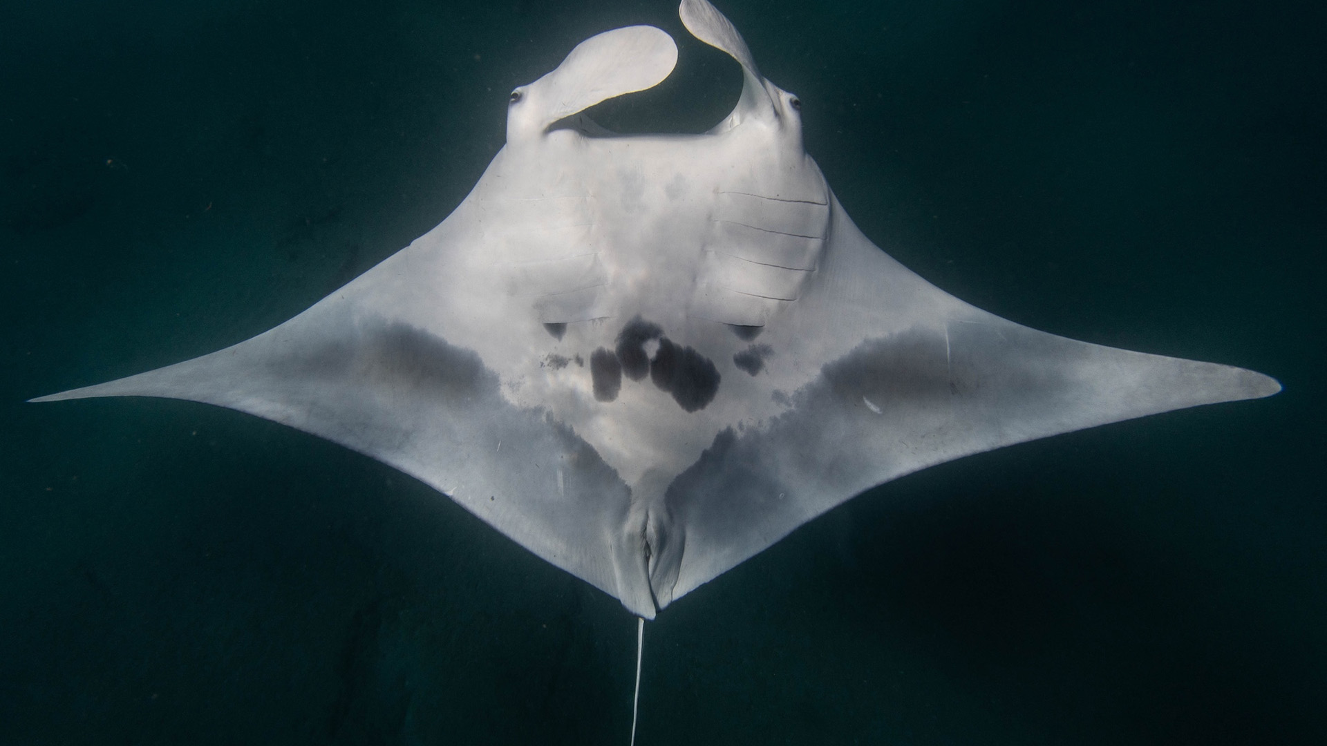 A close up of the white underbelly of a manta ray, a bulge showing a fish underneath, its tail moving at the bottom of the image.