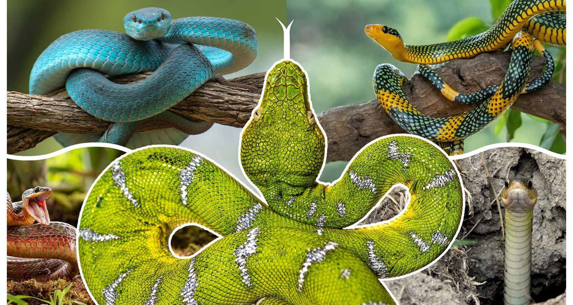 A compilation of many images of snakes with a green and white snake in the center