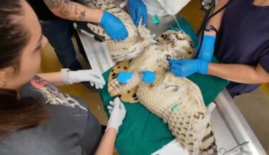 Owl found in concrete mixer is on the mend and maybe a bit wiser from ordeal