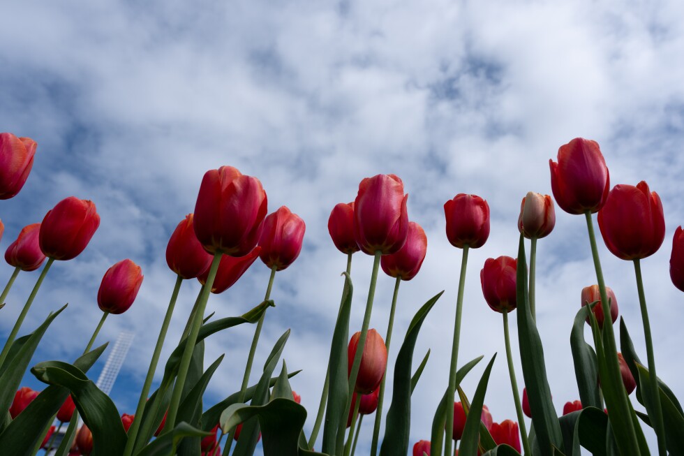 More than cuddly critters. Climate change puts unusual plants at risk