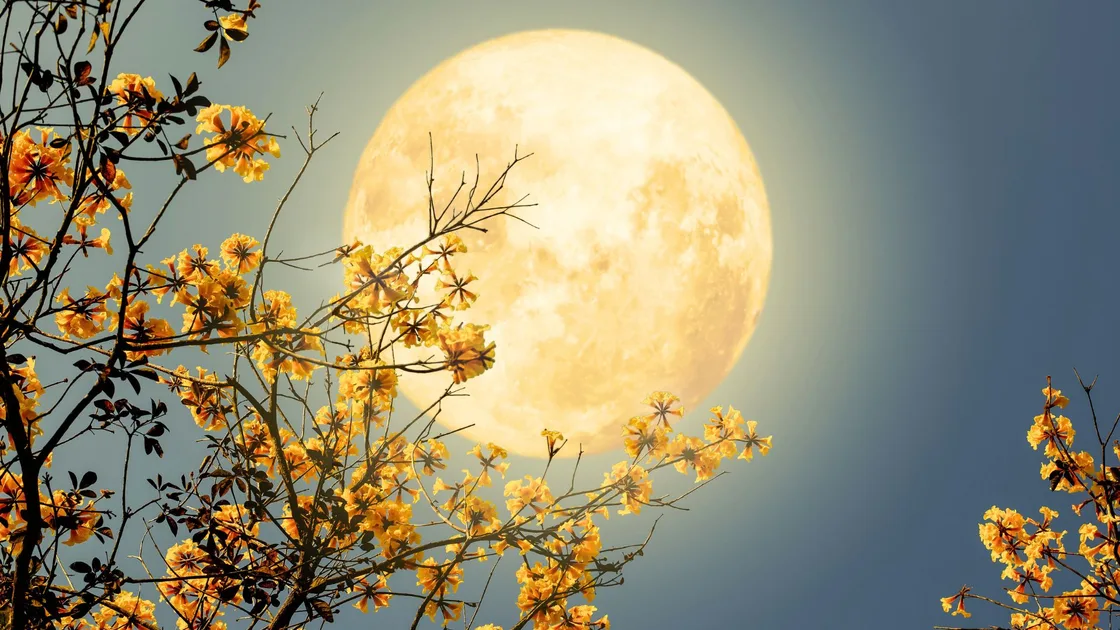 May's Full Flower Moon Rises In Australia Tonight: How To See It