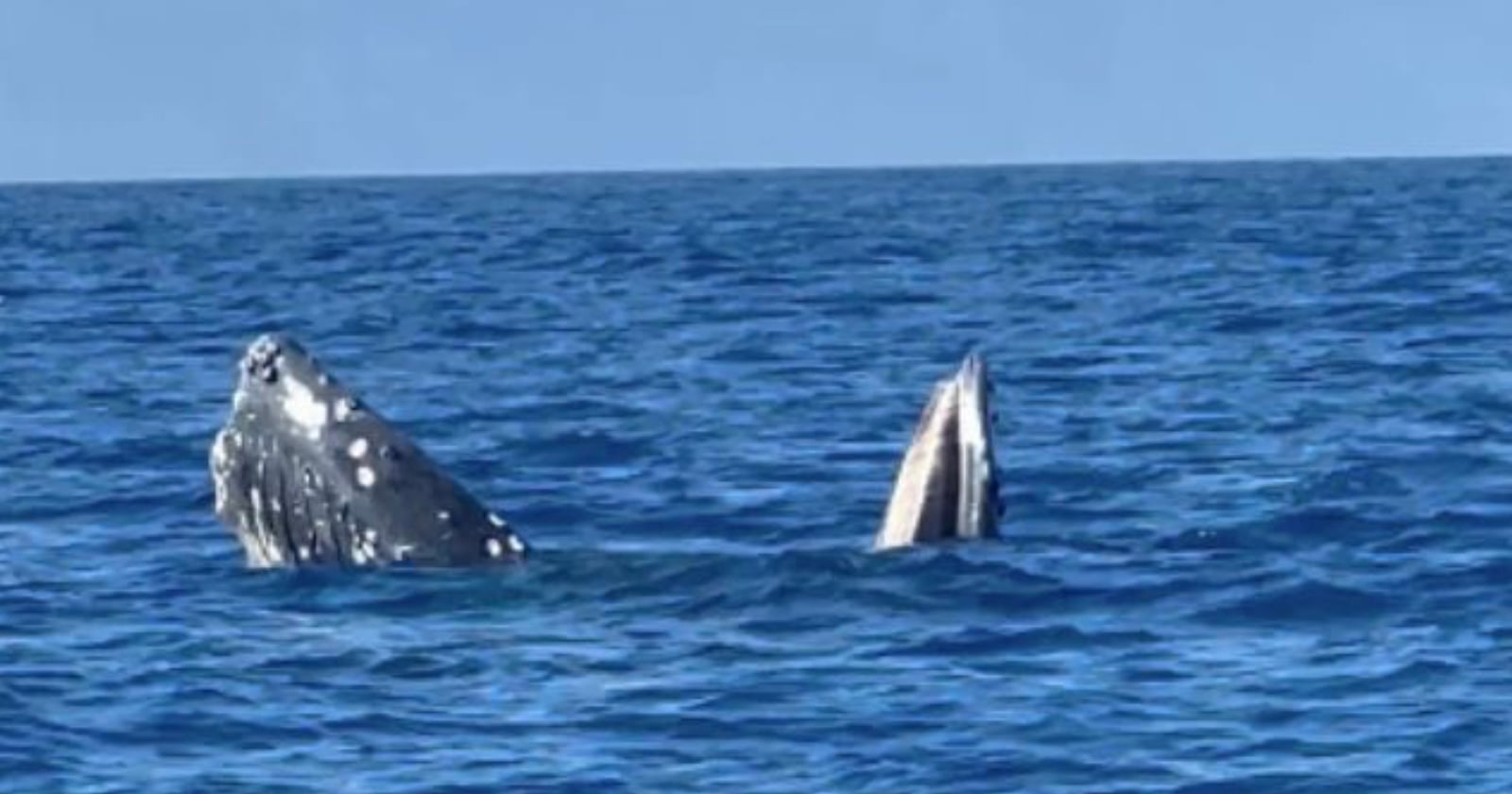 A whale partially emerges from the blue ocean, showing its head and fin above the water's surface under a clear sky.