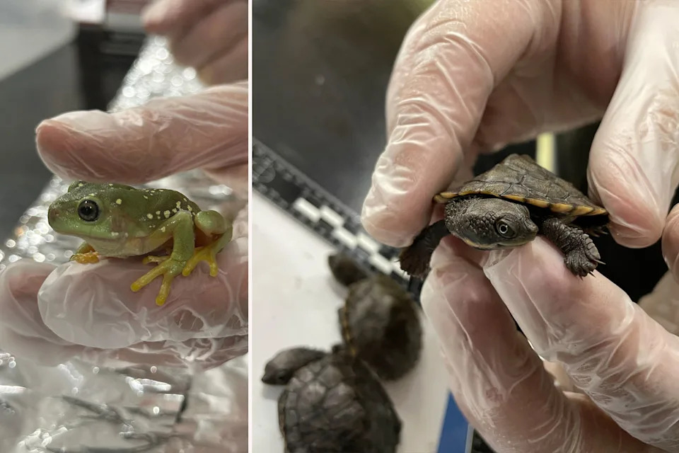 The native reptiles and amphibians were found stuffed in socks and wrapped in foil.