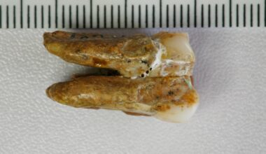 Ancient teeth hint at canoodling between early human relatives