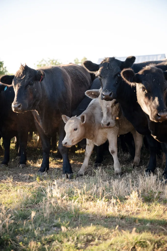 Cows and calves
