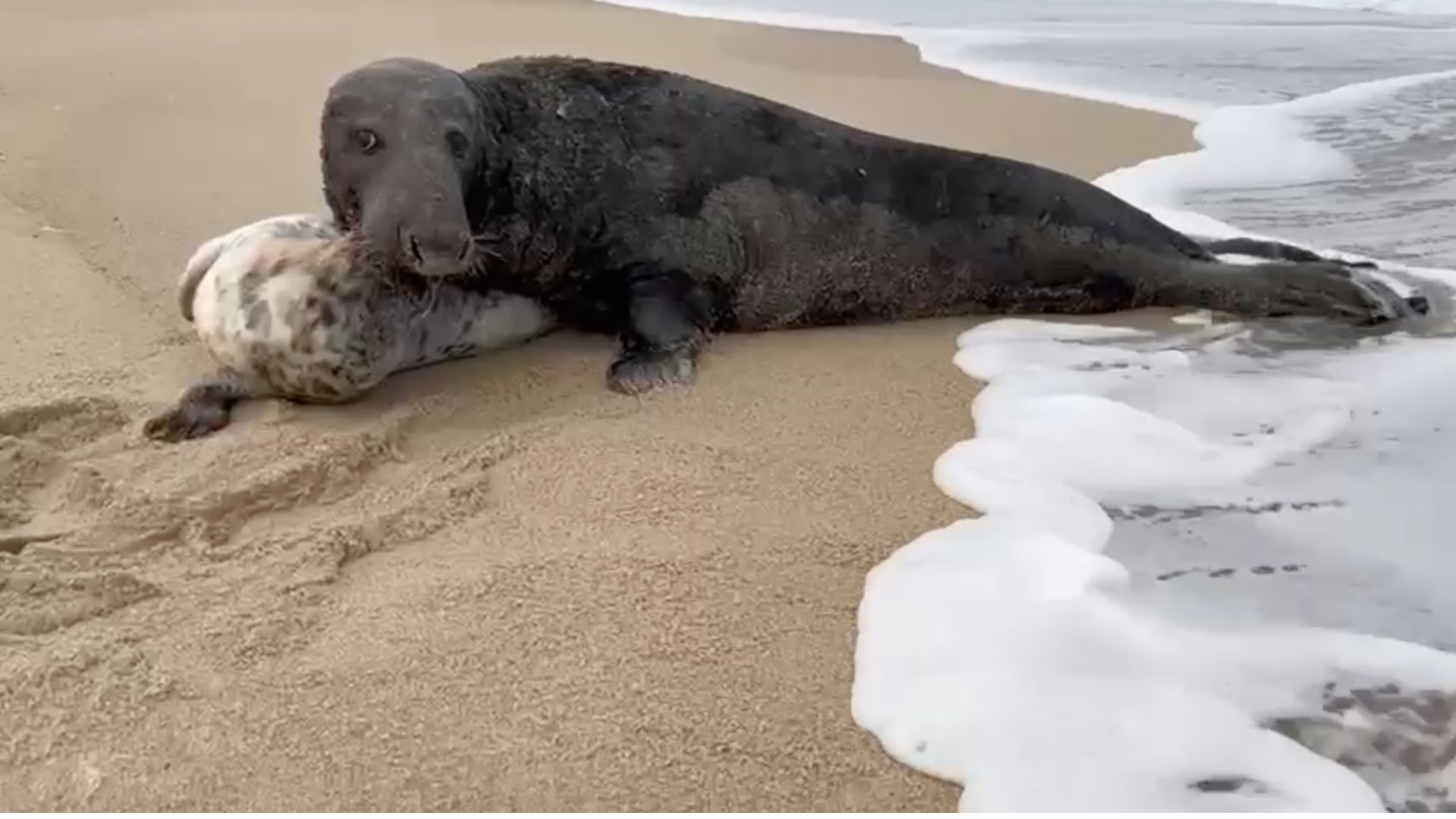 A view of a gray seal eating a white pup on a beach.