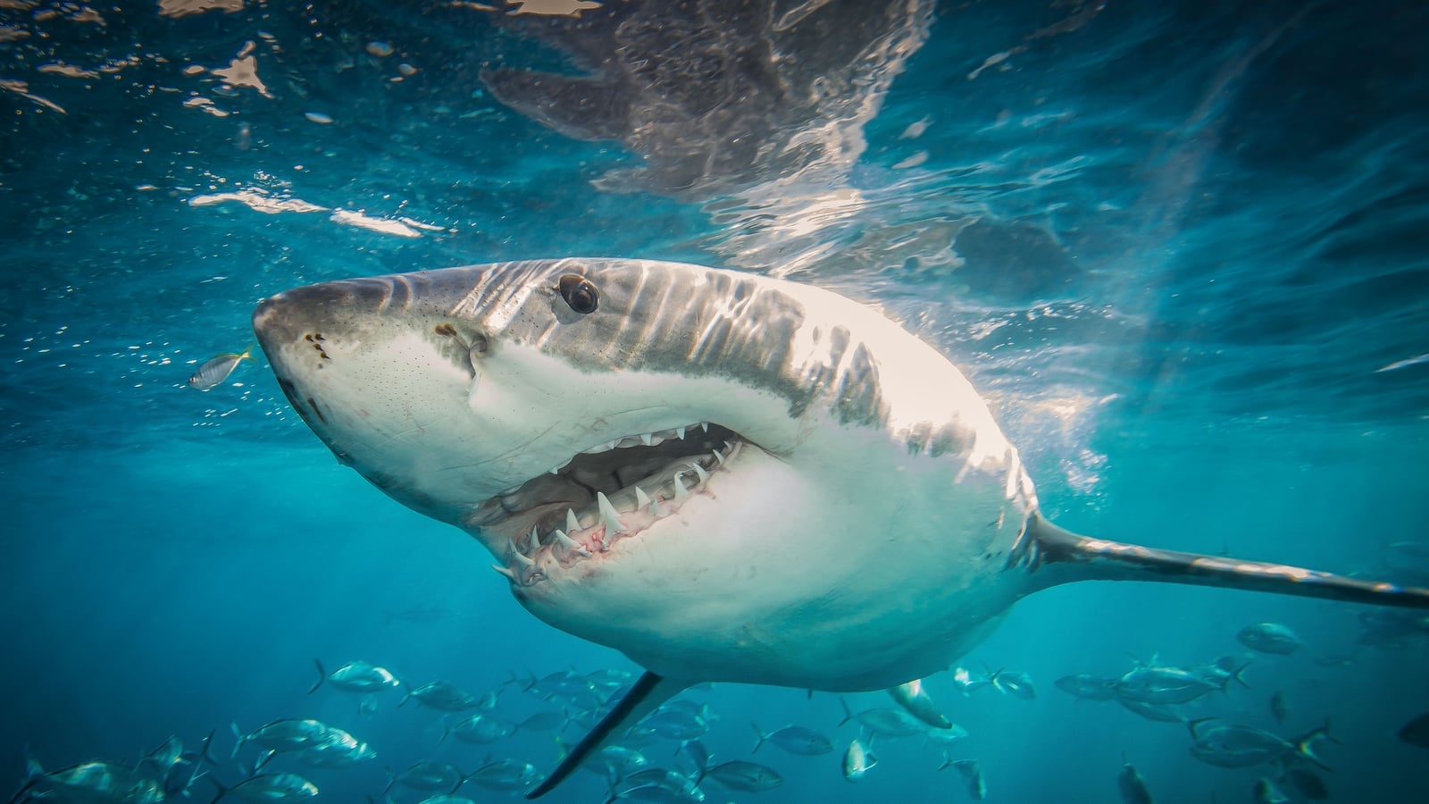 Australia boosts shark-spotting drone coverage at beaches