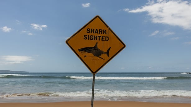 a sign reading shark sighting with a graphic of a shark placed on a beach