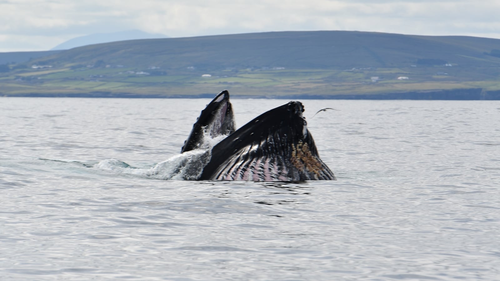 Humpback whales visiting coast earlier each year